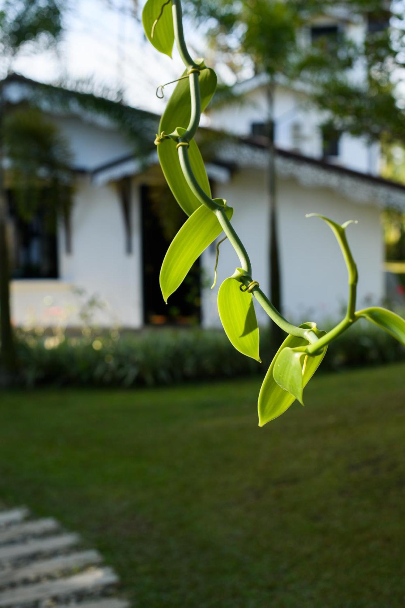 Roots Retreat Hotell Unawatuna Exteriör bild