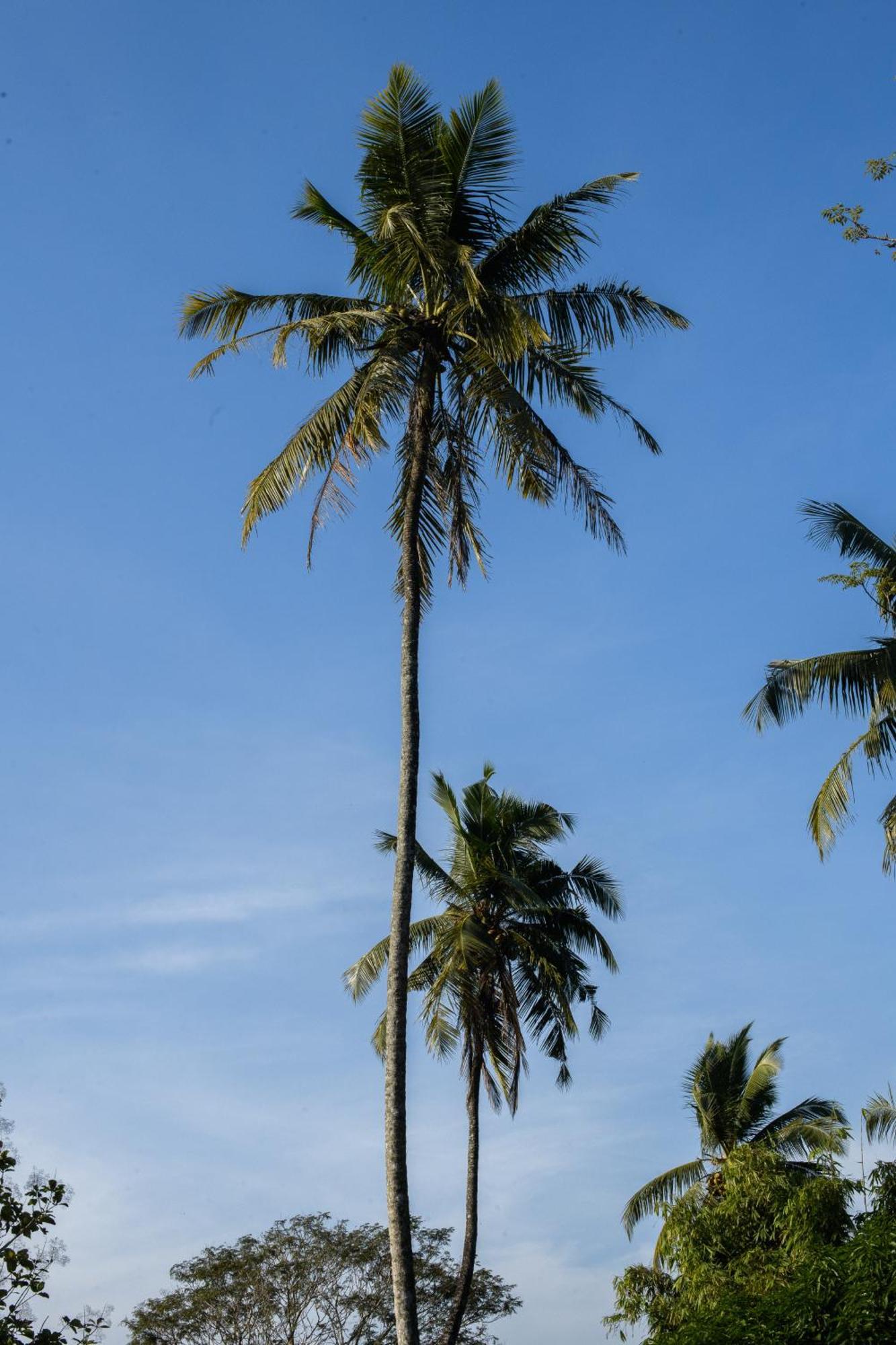 Roots Retreat Hotell Unawatuna Exteriör bild